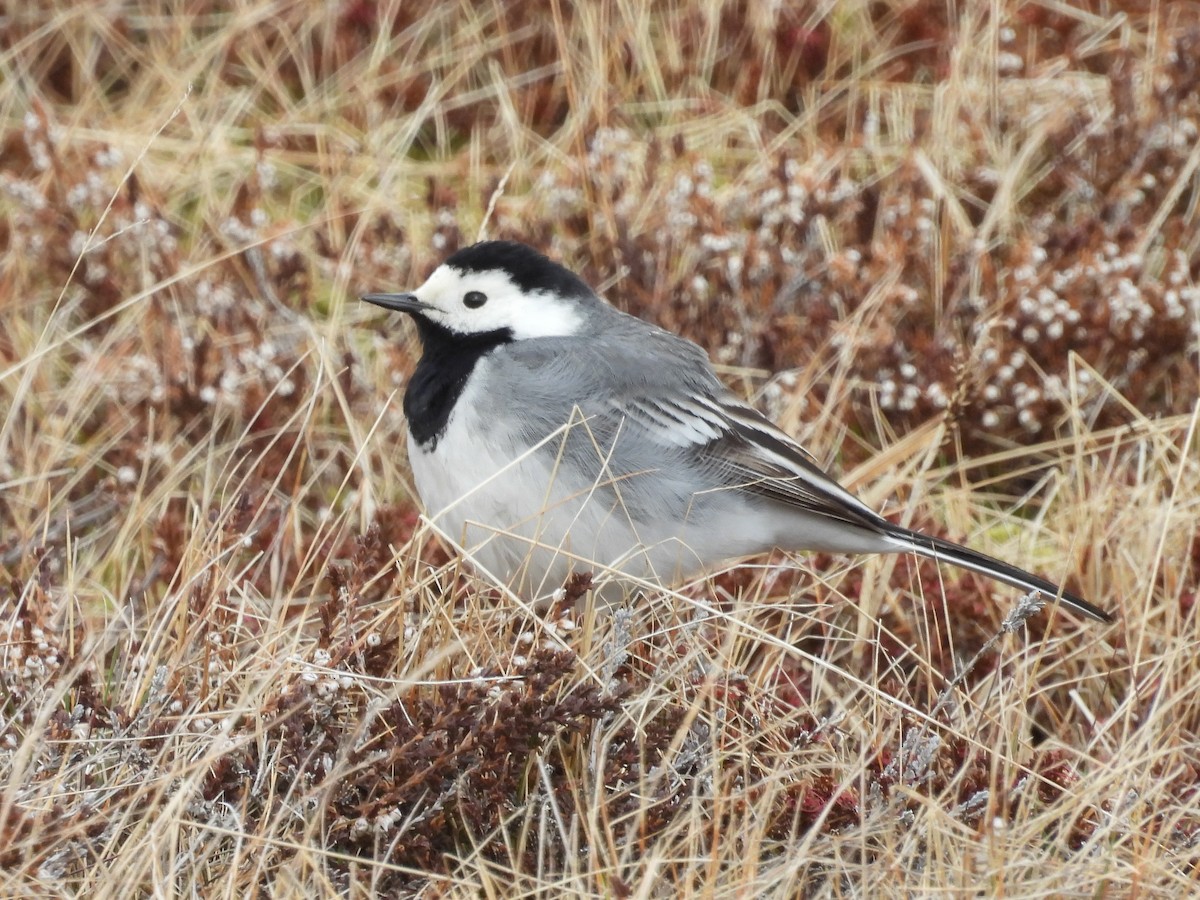 White Wagtail - ML635325659