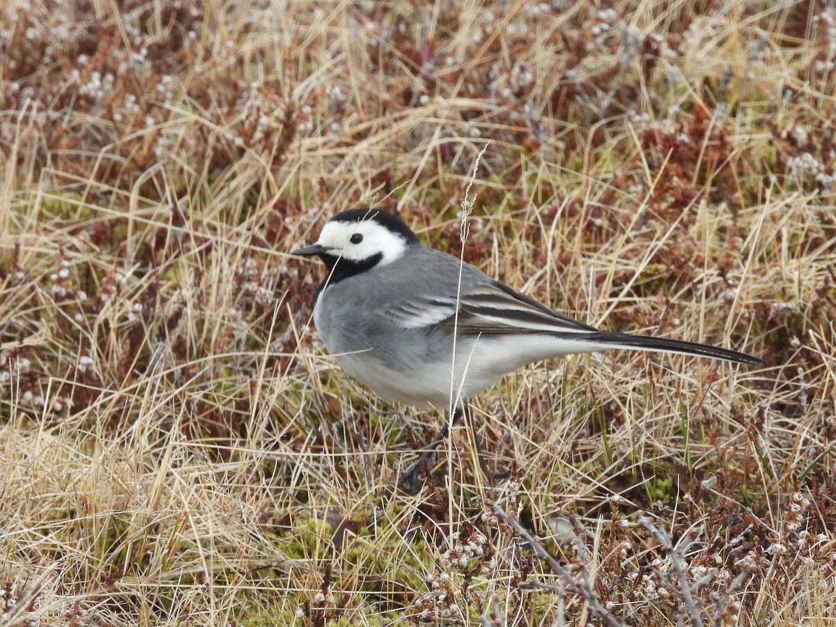 White Wagtail - ML635325660