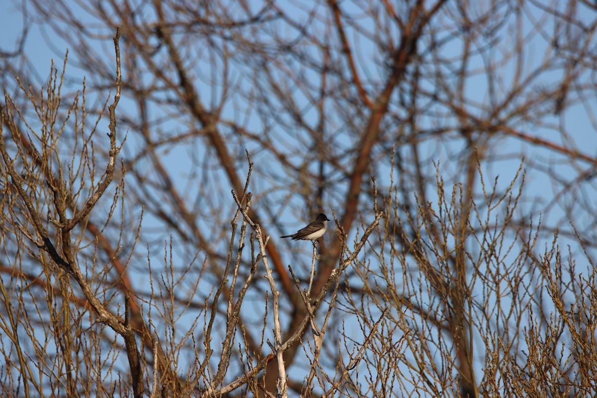 Eastern Kingbird - ML635325739