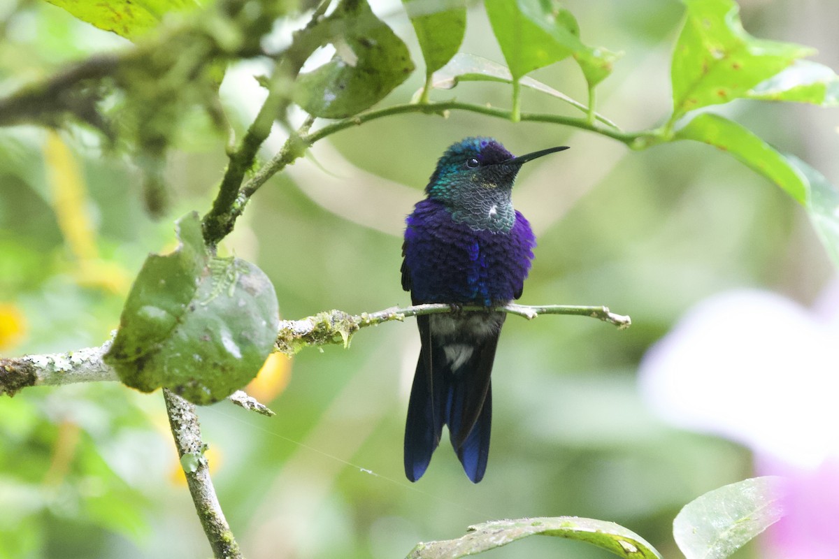 Sparkling Violetear - ML635325752
