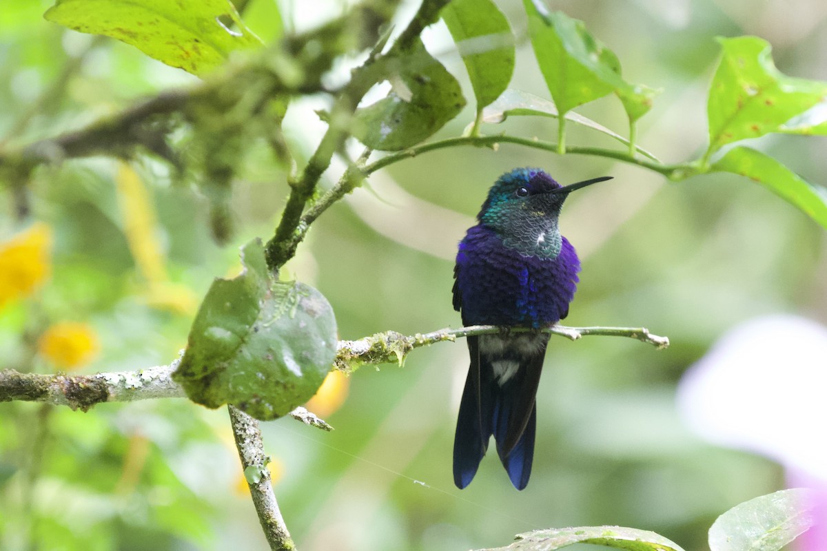 Sparkling Violetear - ML635325753