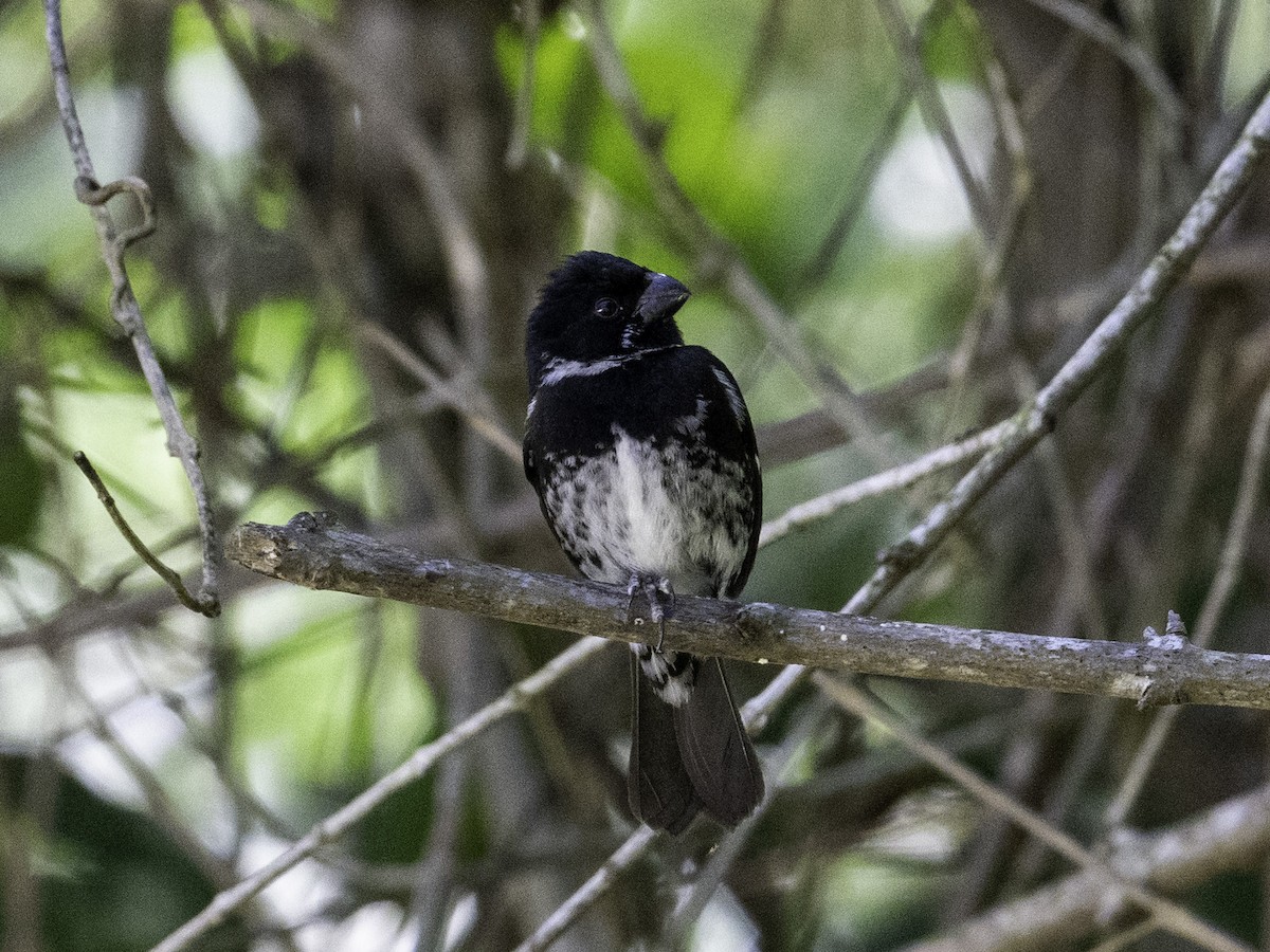 Variable Seedeater - ML635325770