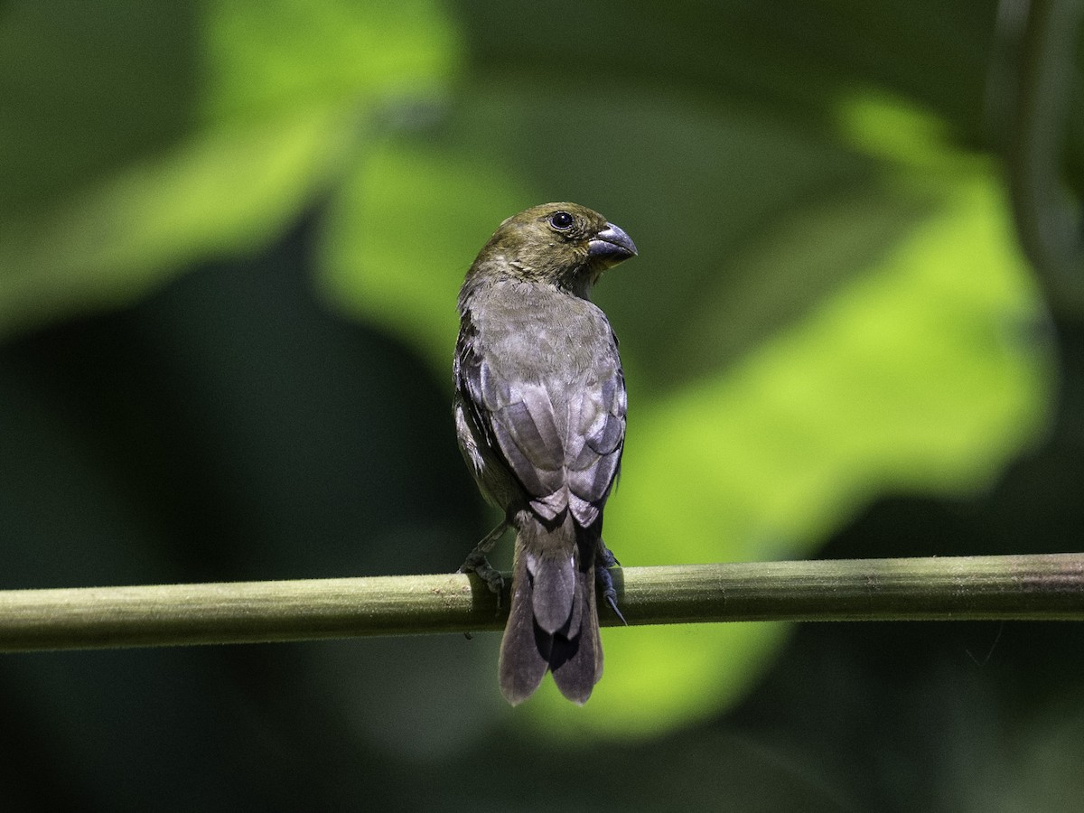 Variable Seedeater - ML635325771