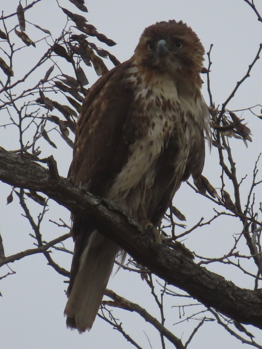 Red-tailed Hawk - ML635325931