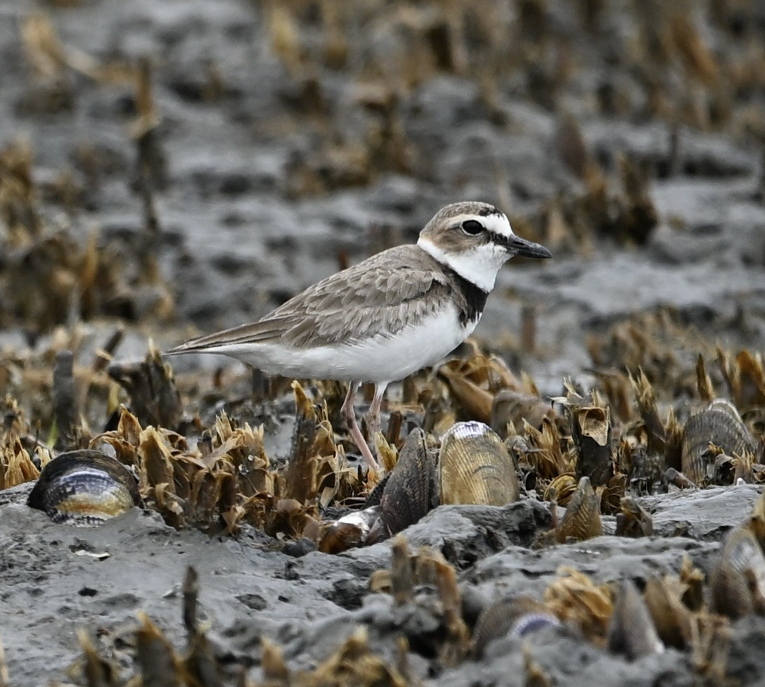 Wilson's Plover - ML635325959