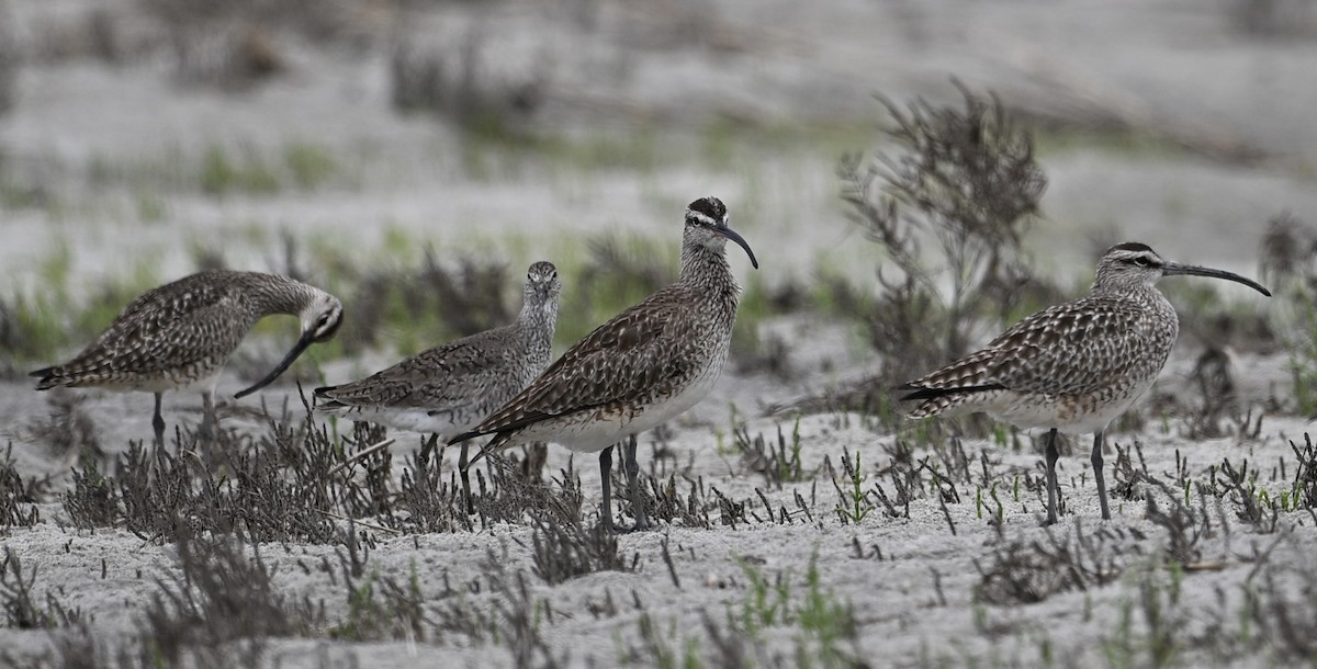 Hudsonian Whimbrel - ML635325973