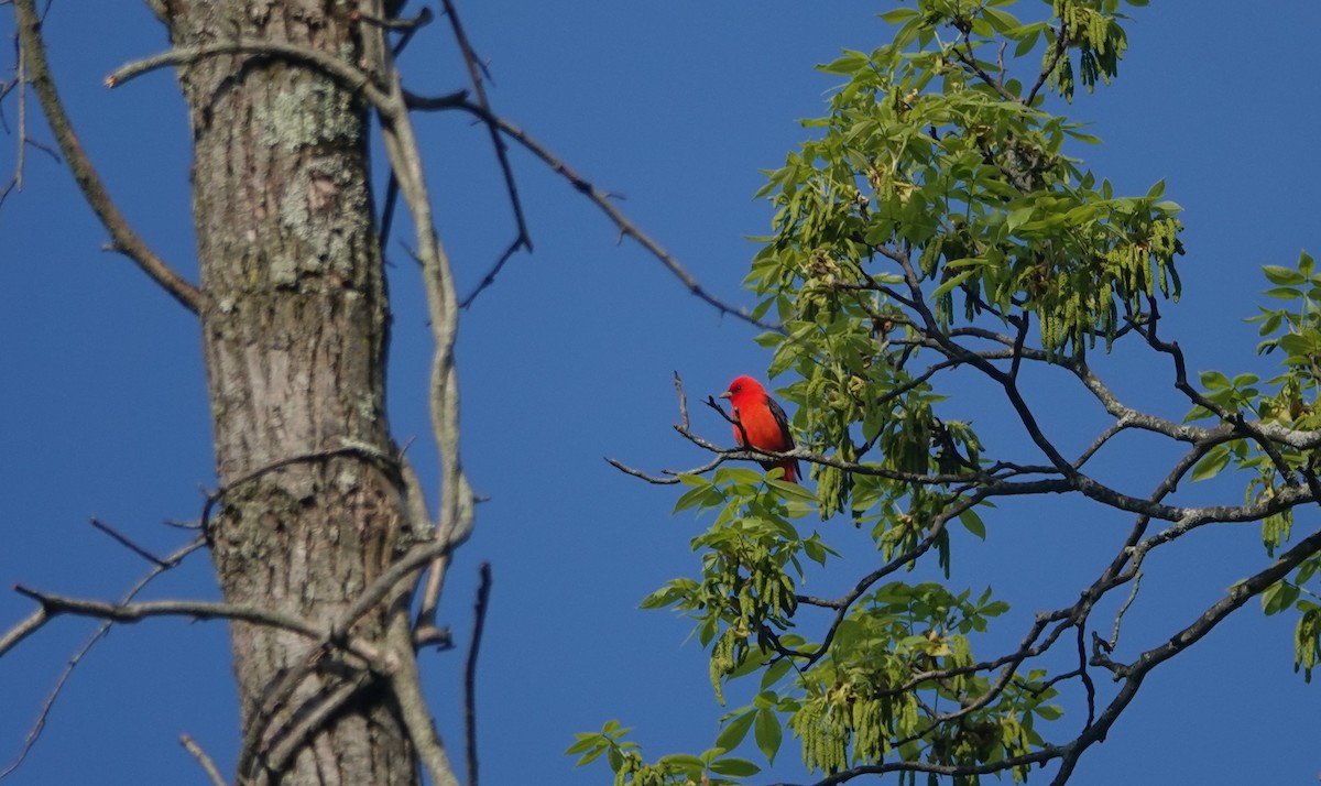 Scarlet Tanager - ML635325974