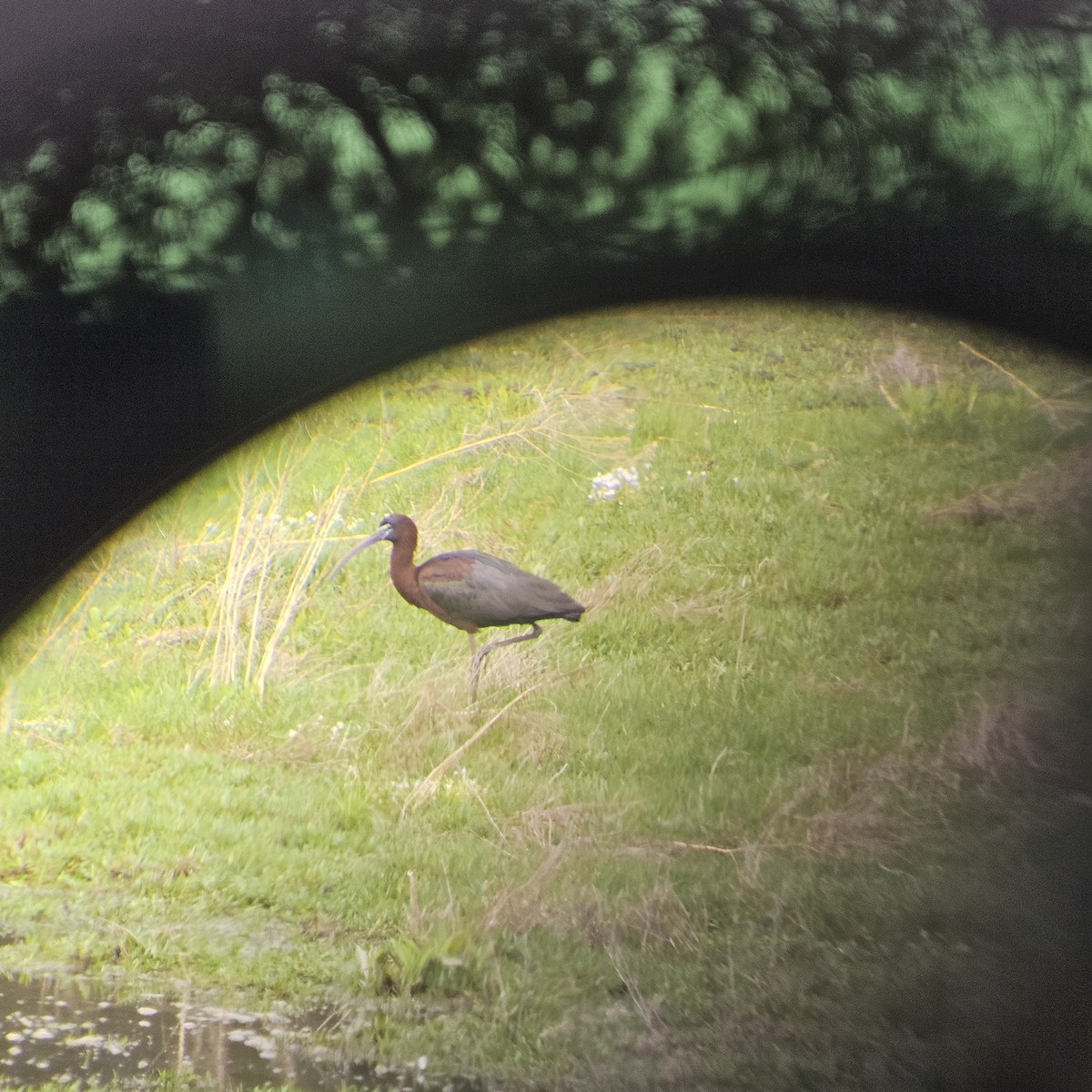Glossy Ibis - ML635326004