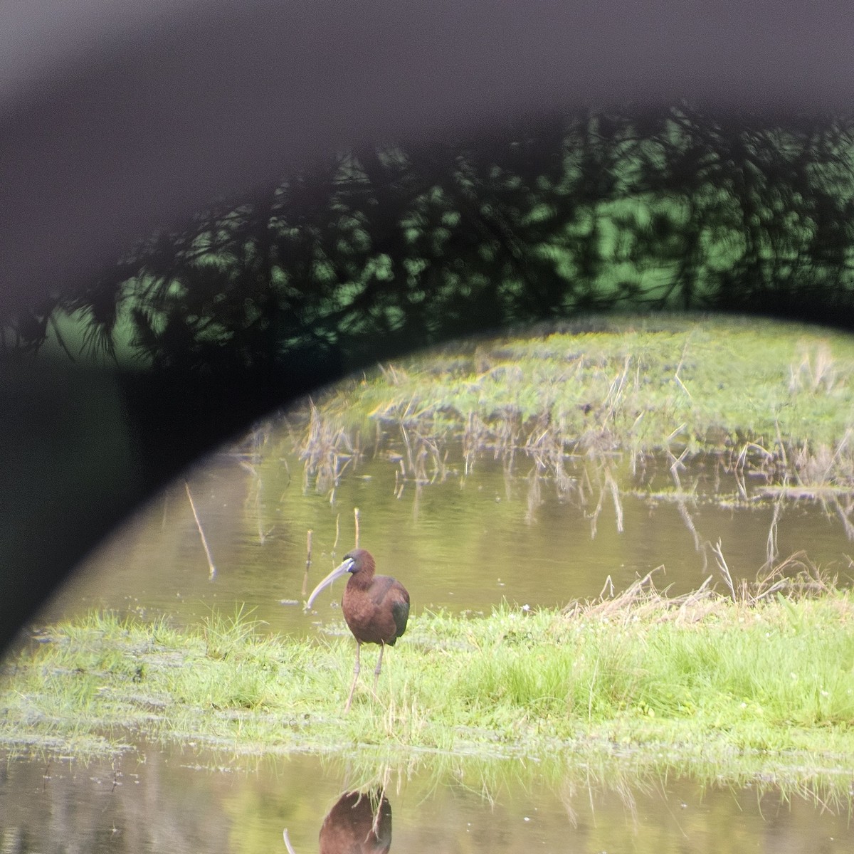 Glossy Ibis - ML635326063