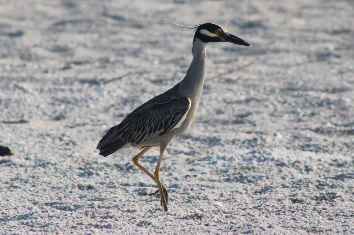 Yellow-crowned Night Heron - ML635326164