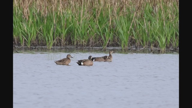 Blue-winged Teal - ML635326193