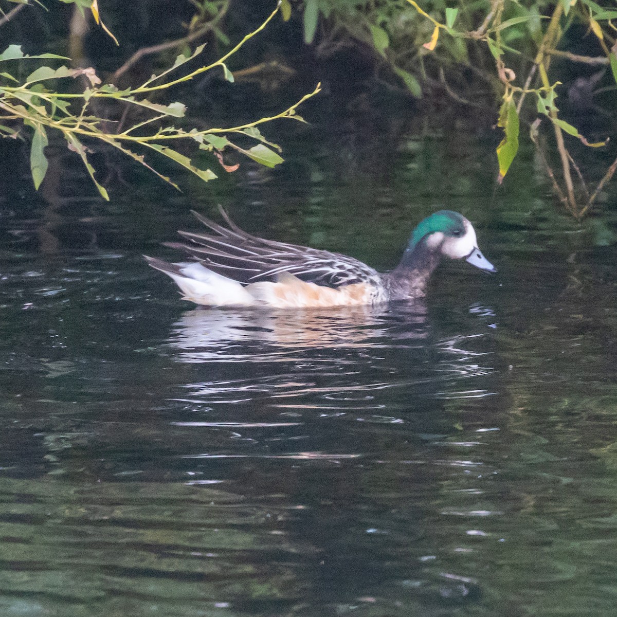 Chiloe Wigeon - ML635326253