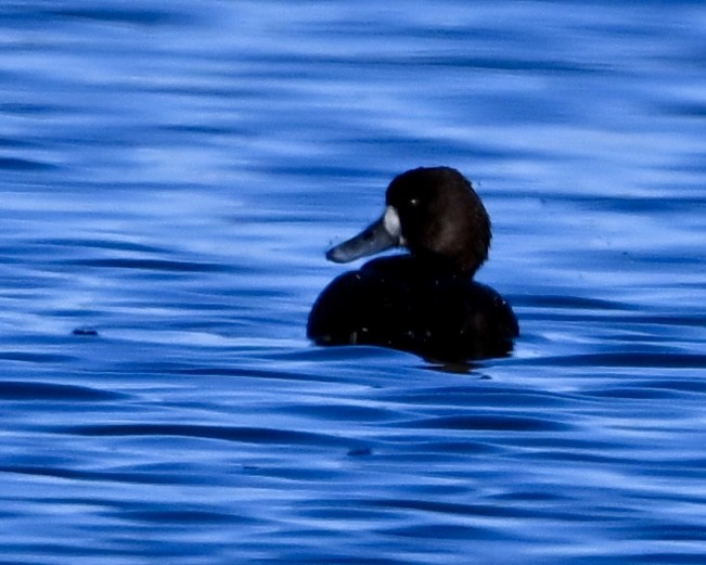 Lesser Scaup - ML635326347