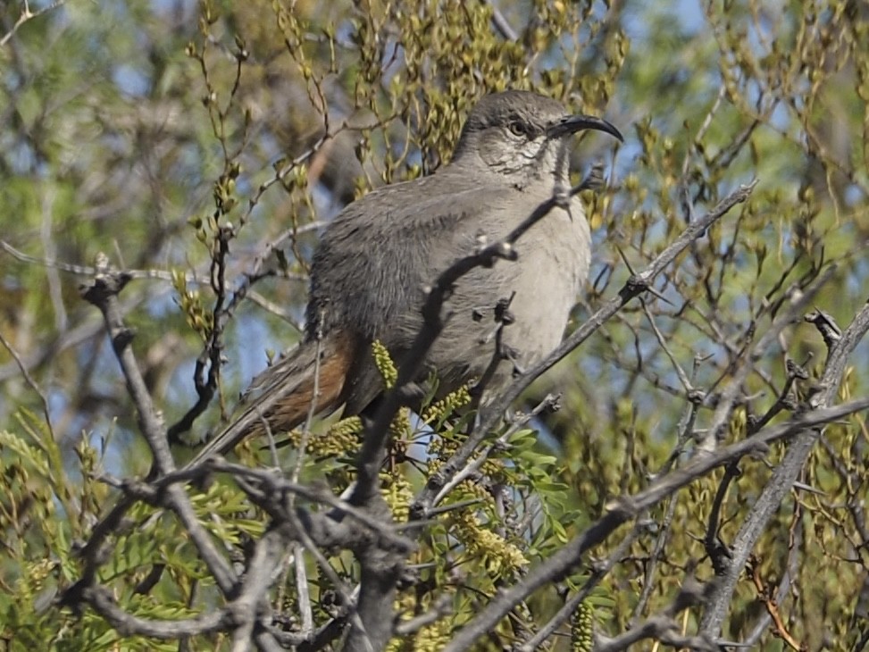 Crissal Thrasher - ML635326392