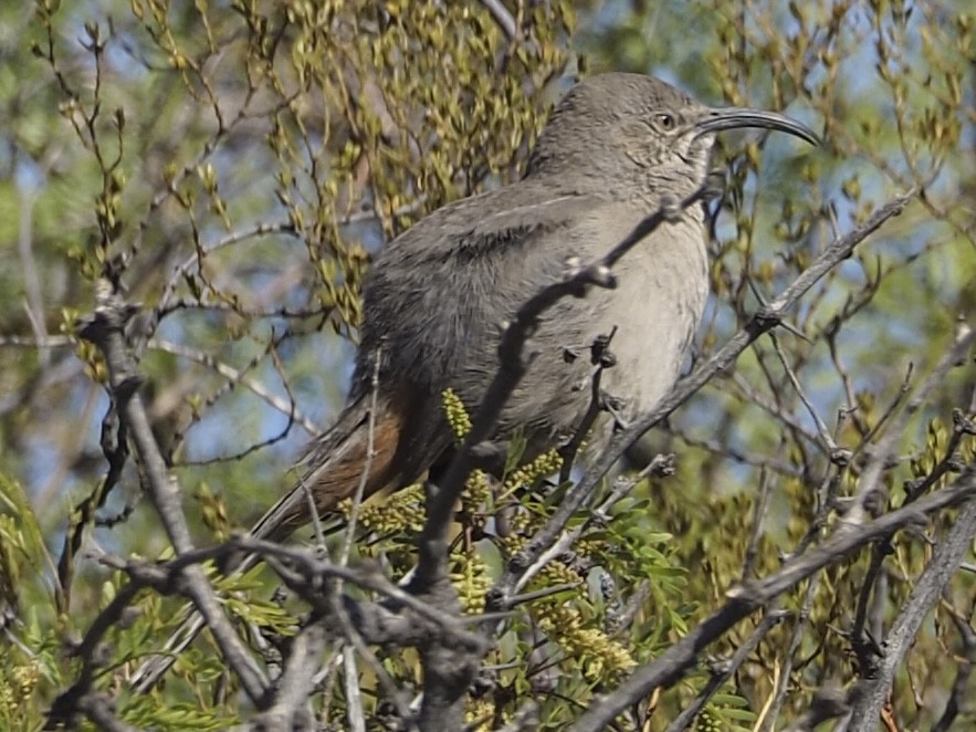 Crissal Thrasher - ML635326393