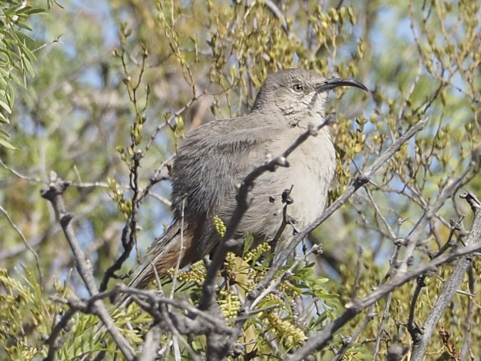 Crissal Thrasher - ML635326394