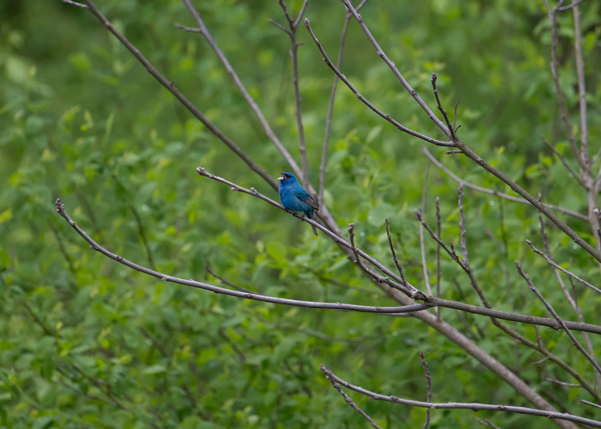 Indigo Bunting - ML635326427