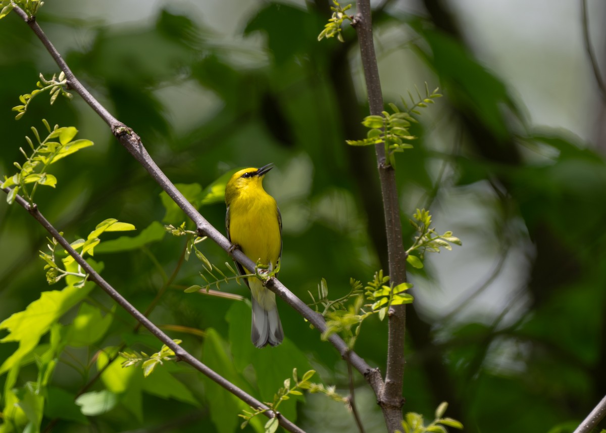 Blue-winged Warbler - ML635326459