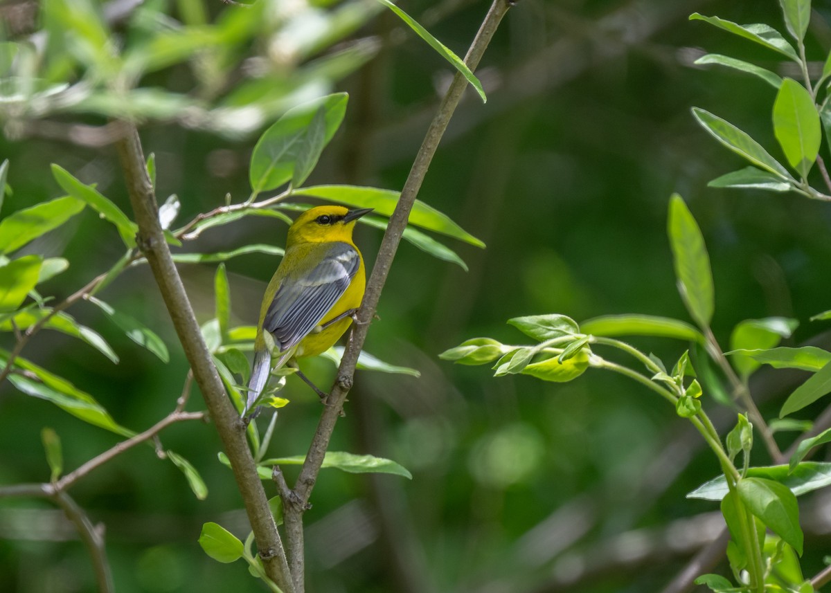 Blue-winged Warbler - ML635326460