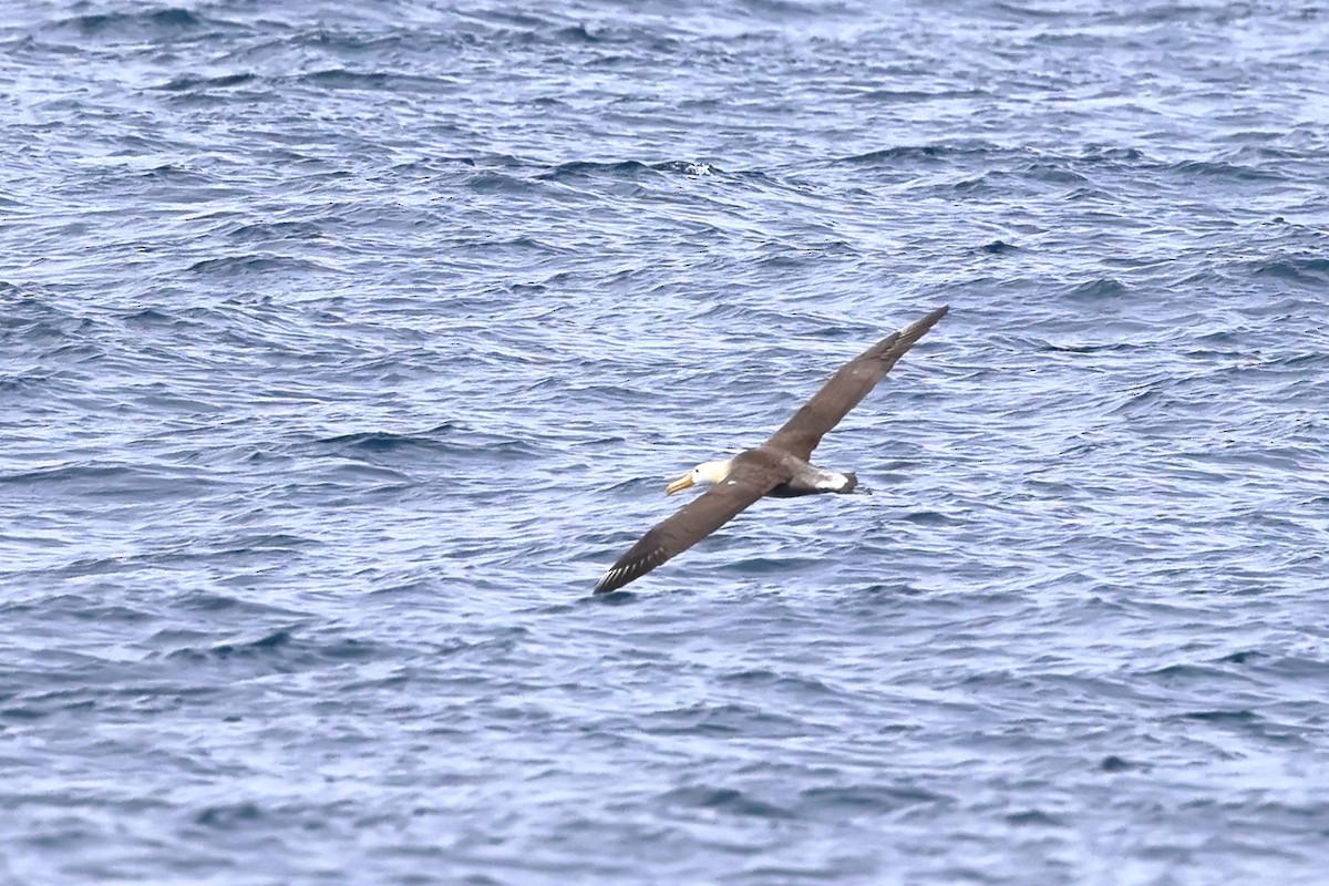 Waved Albatross - ML635326478