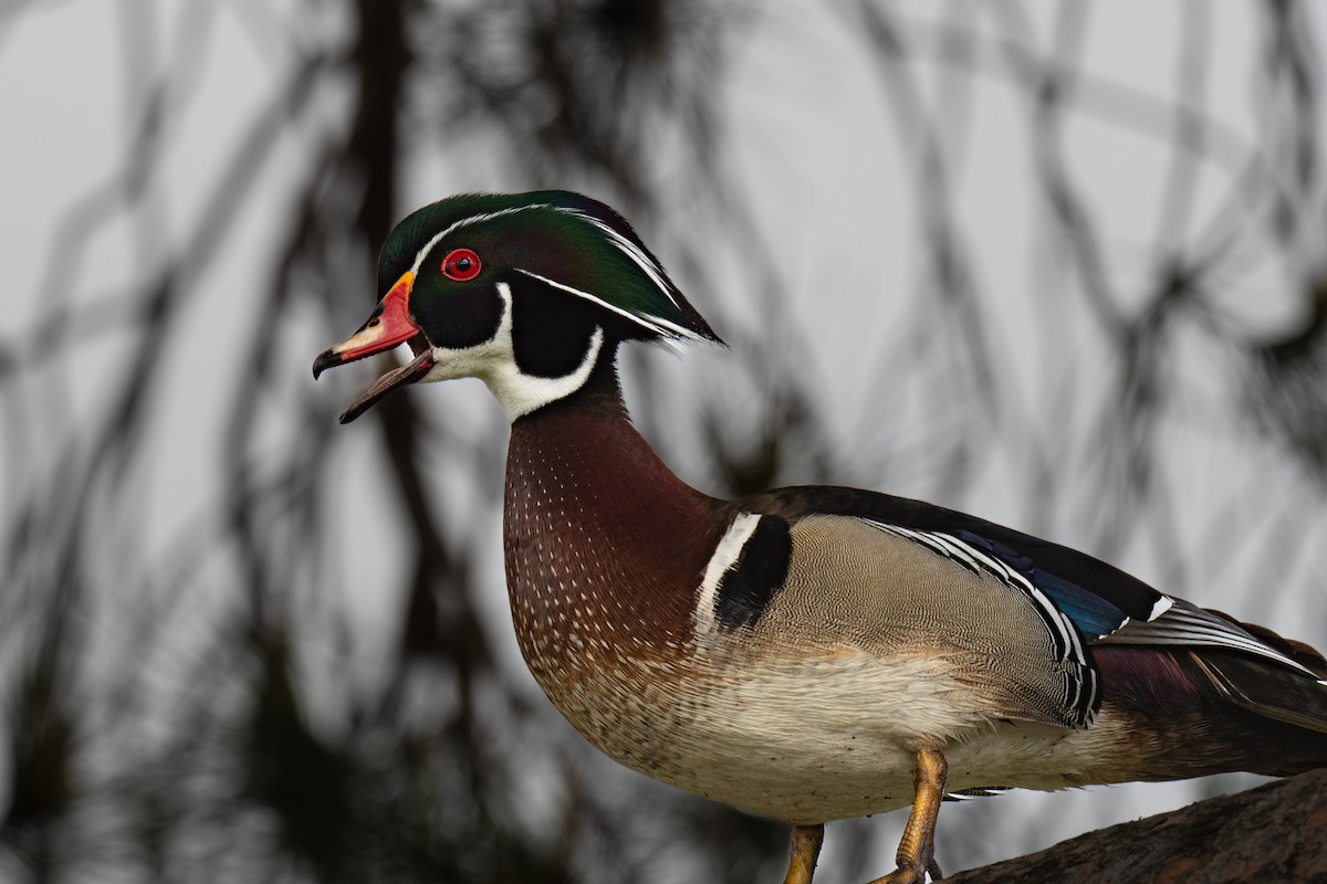 Wood Duck - ML635326505