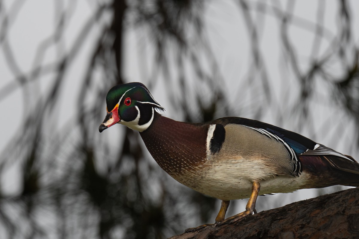 Wood Duck - ML635326506