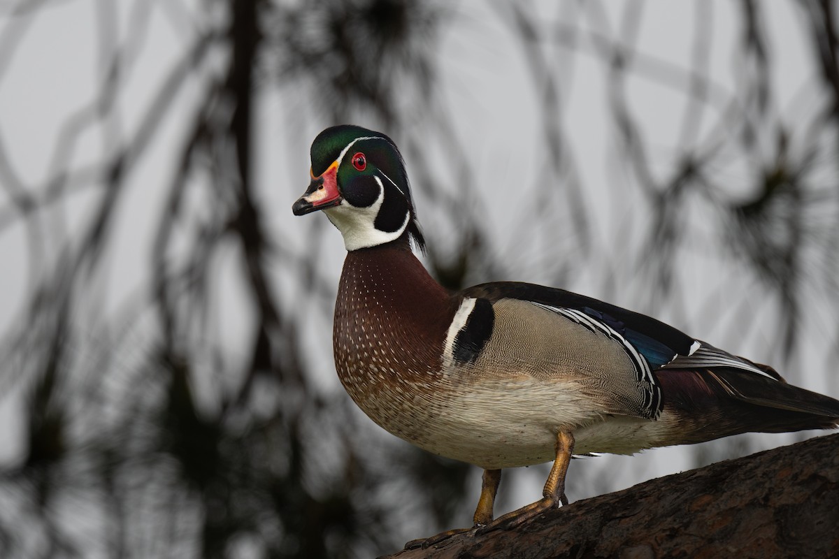 Wood Duck - ML635326507