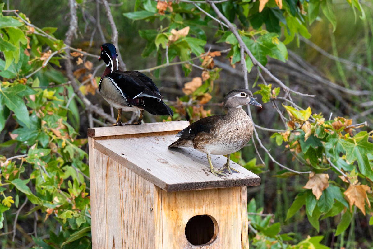 Wood Duck - ML635326508