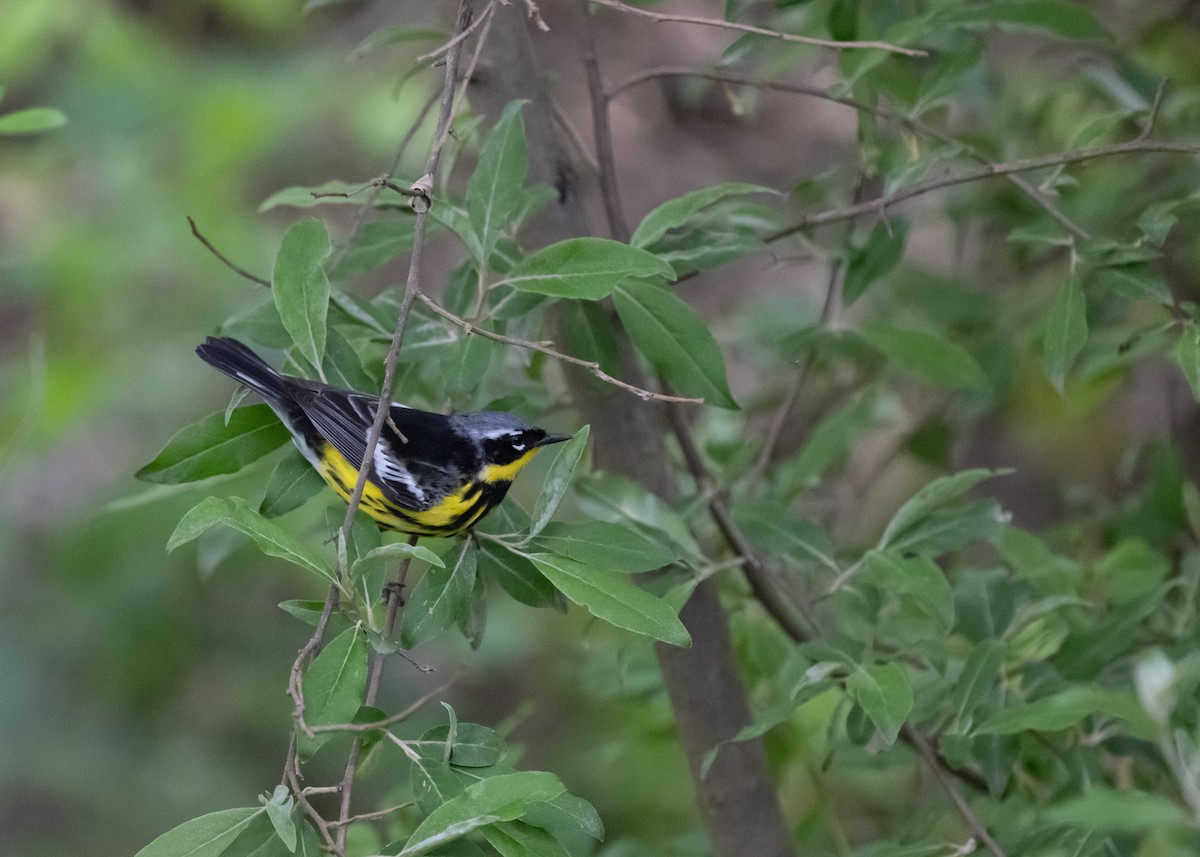 Magnolia Warbler - ML635326519