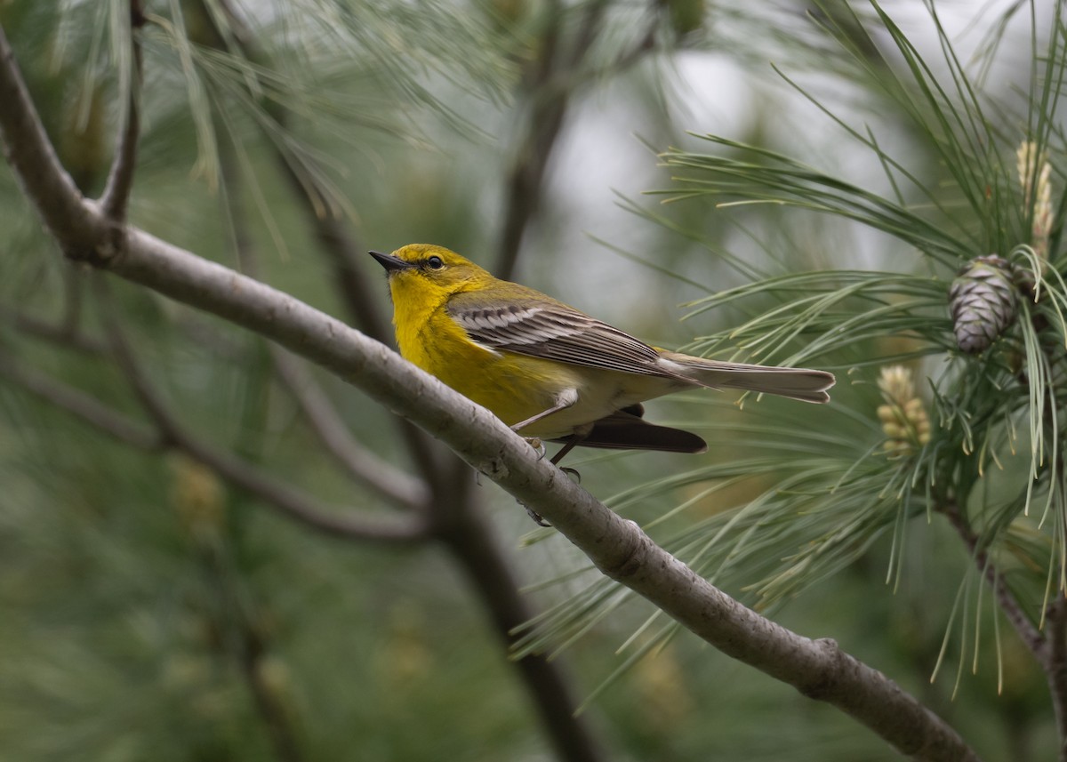 Pine Warbler - ML635326539