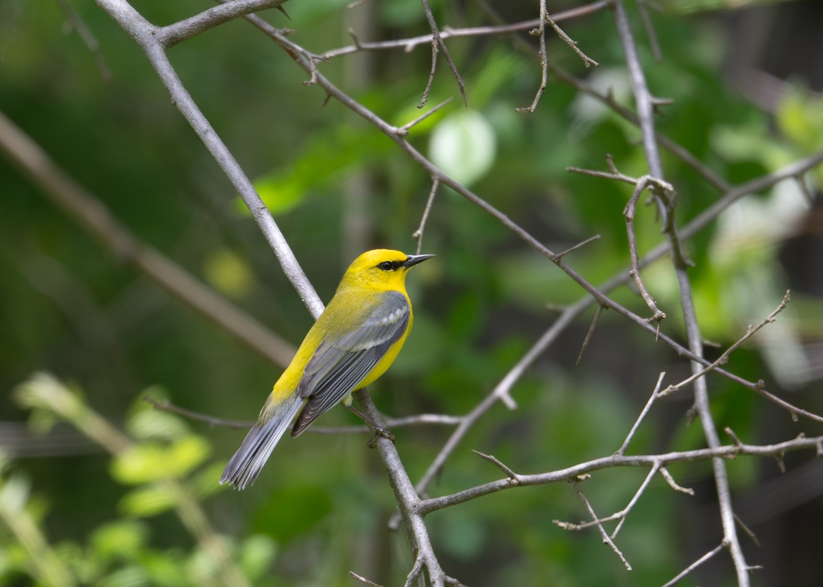Blue-winged Warbler - ML635326546