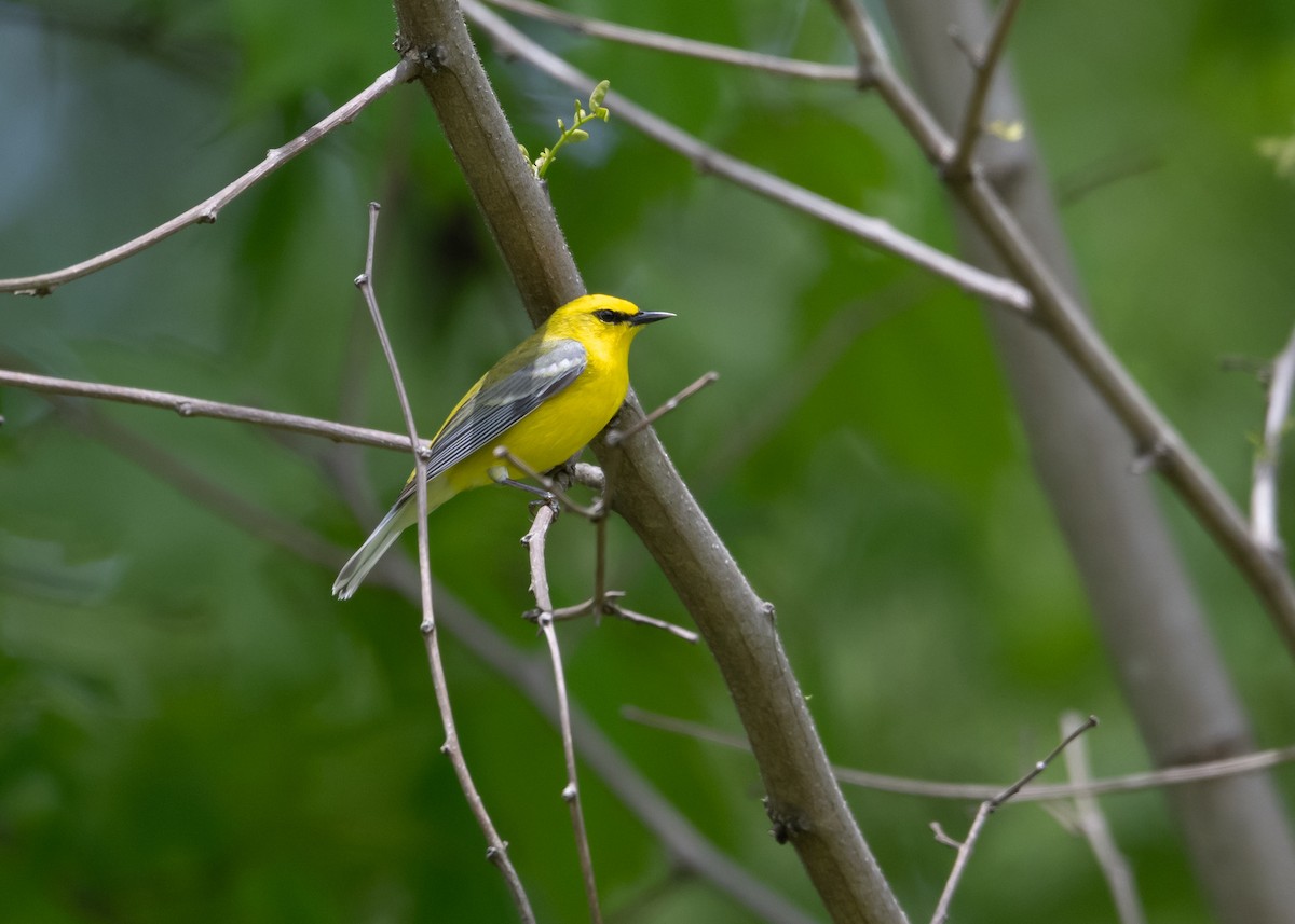 Blue-winged Warbler - ML635326556