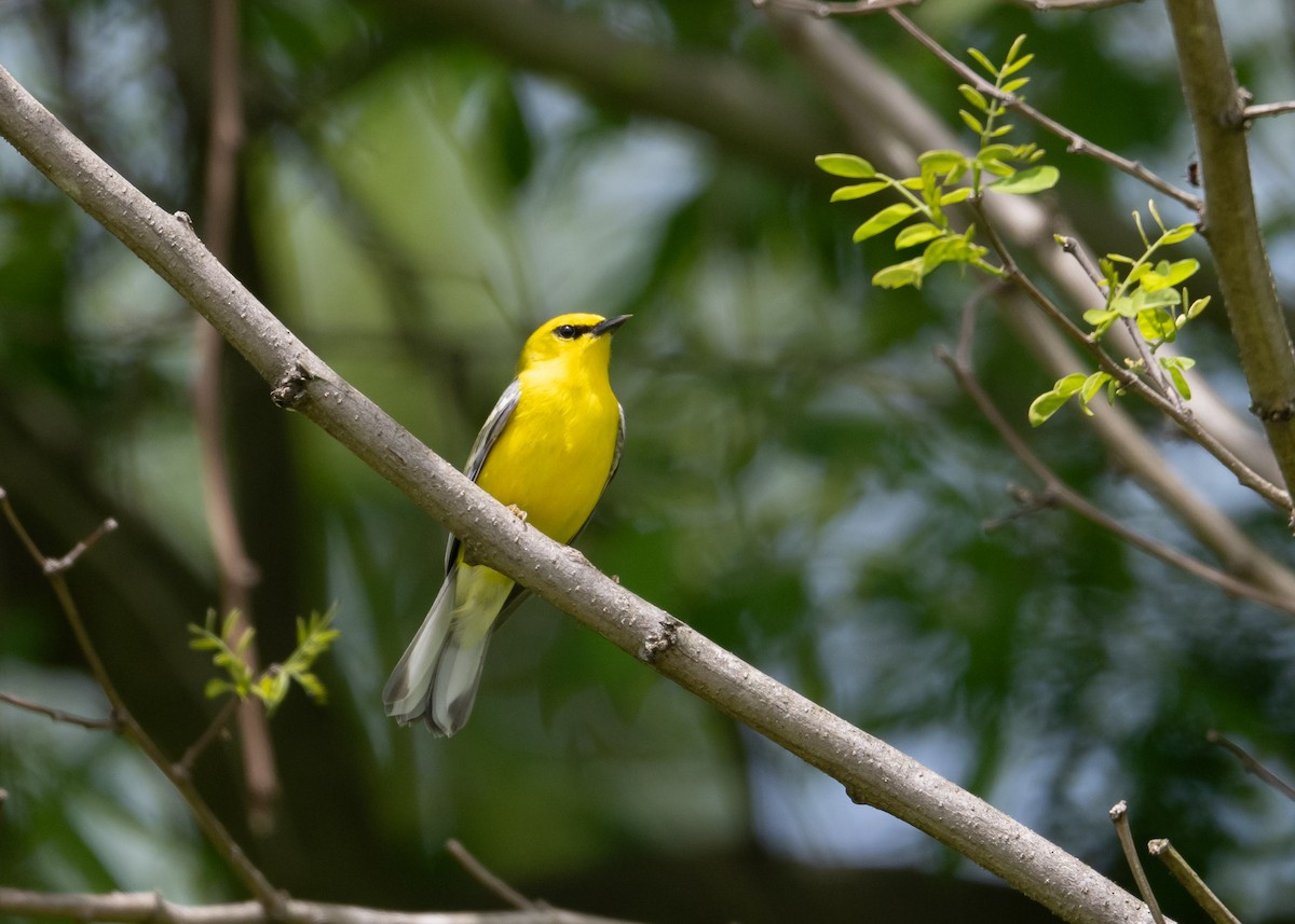 Blue-winged Warbler - ML635326564