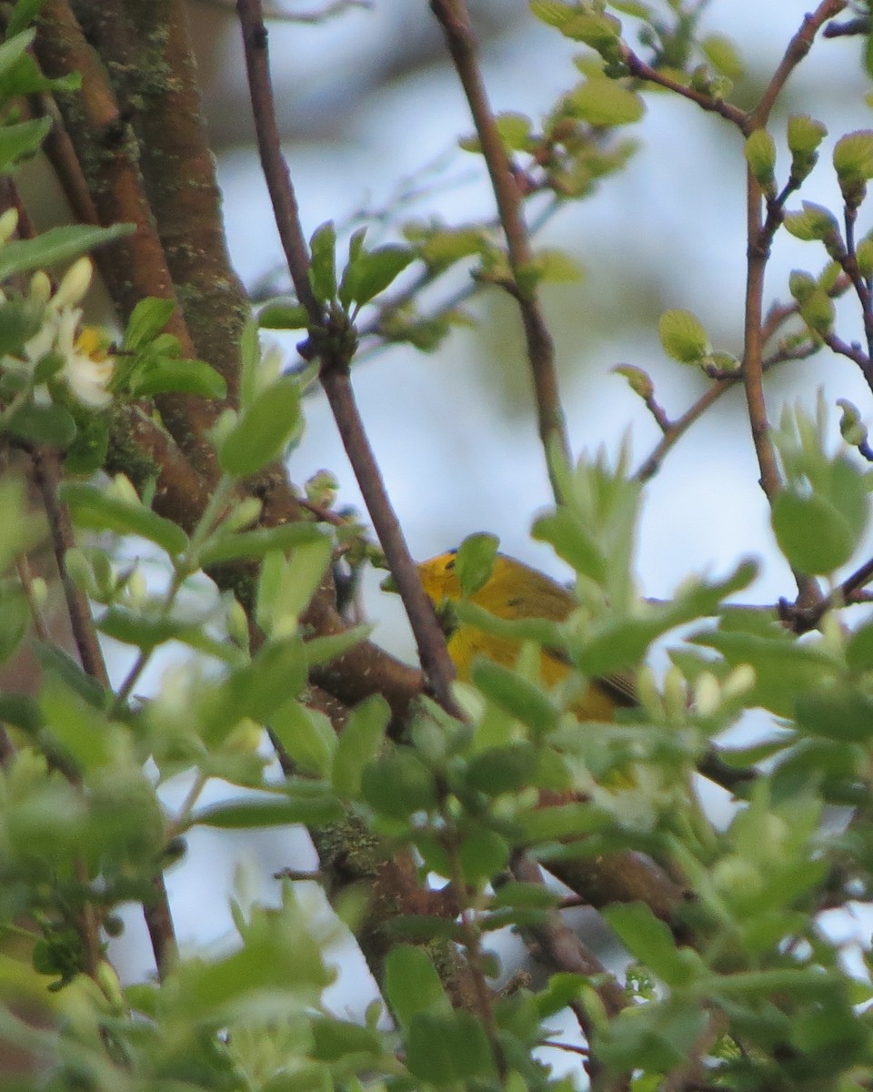 Wilson's Warbler - ML635326567