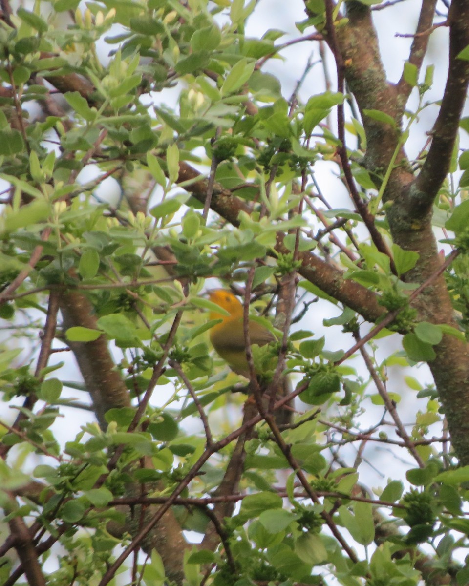 Wilson's Warbler - ML635326568