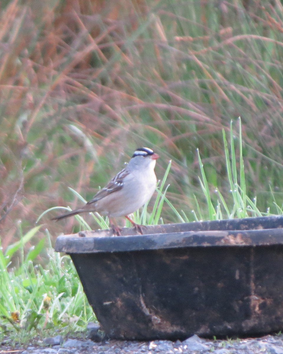 White-crowned Sparrow (leucophrys) - ML635326596