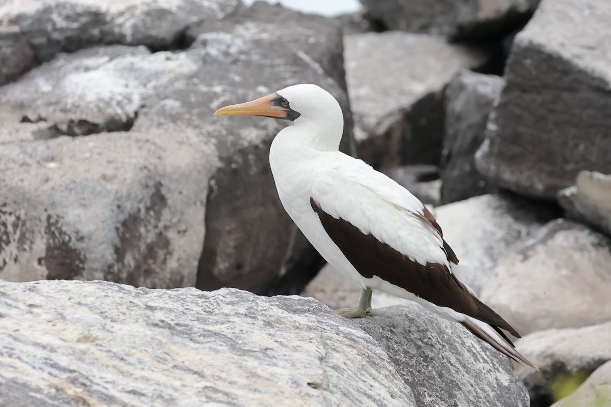 Nazca Booby - ML635326603