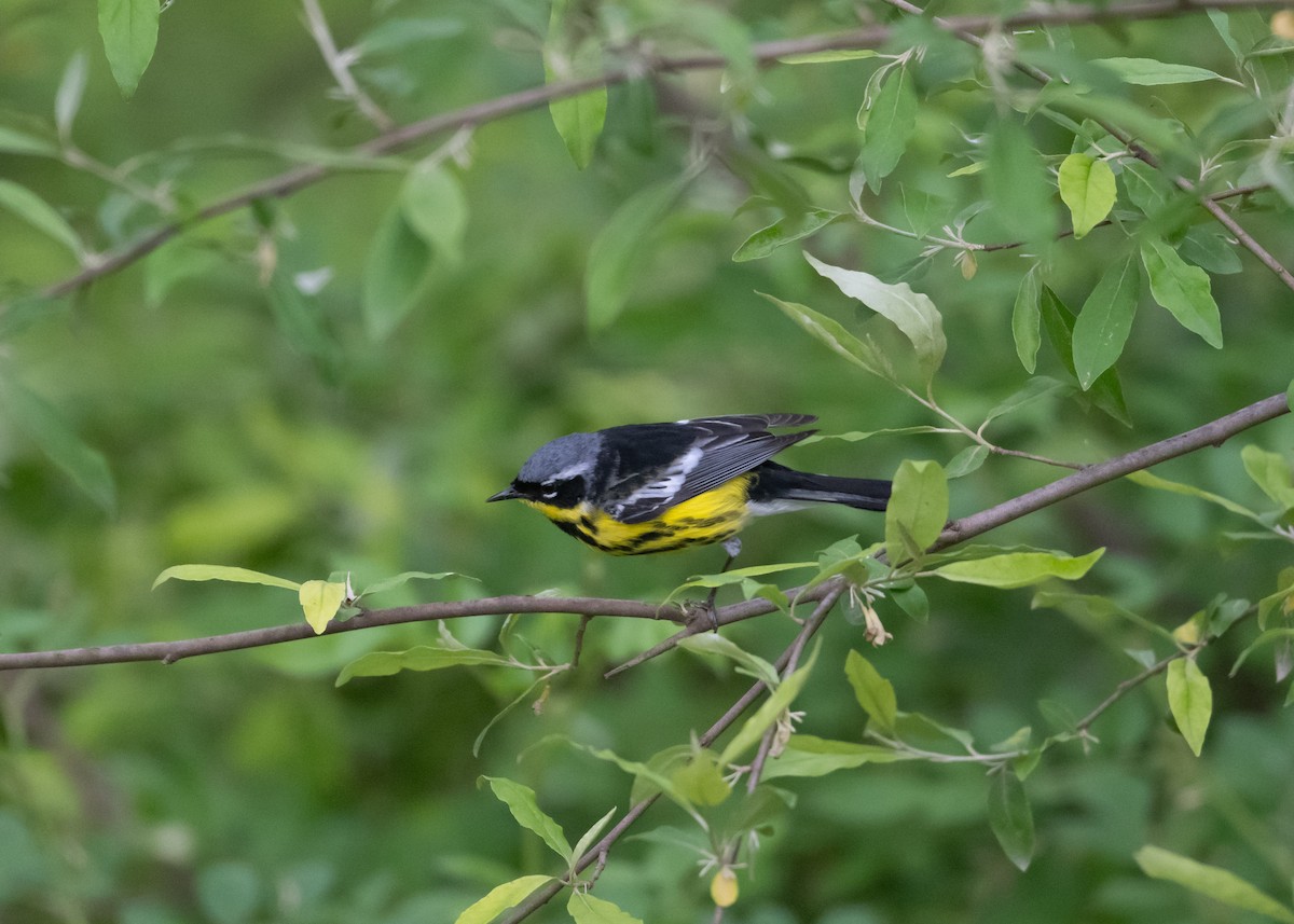 Magnolia Warbler - ML635326608