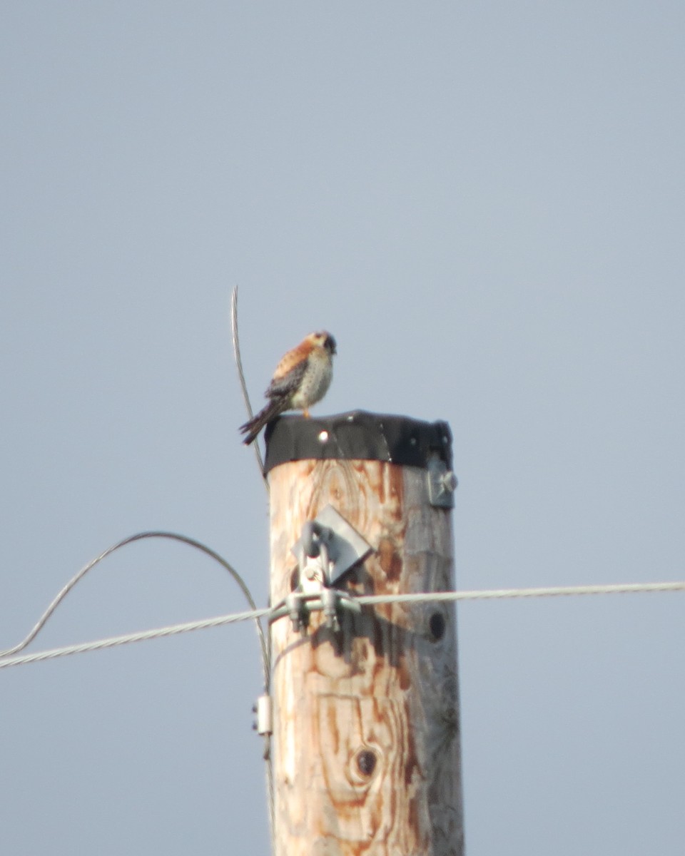 American Kestrel - ML635326616