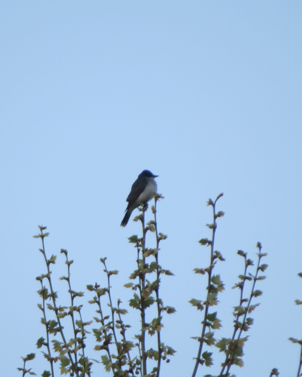 Eastern Kingbird - ML635326627