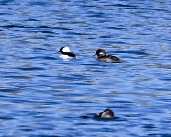 Bufflehead - ML635326633
