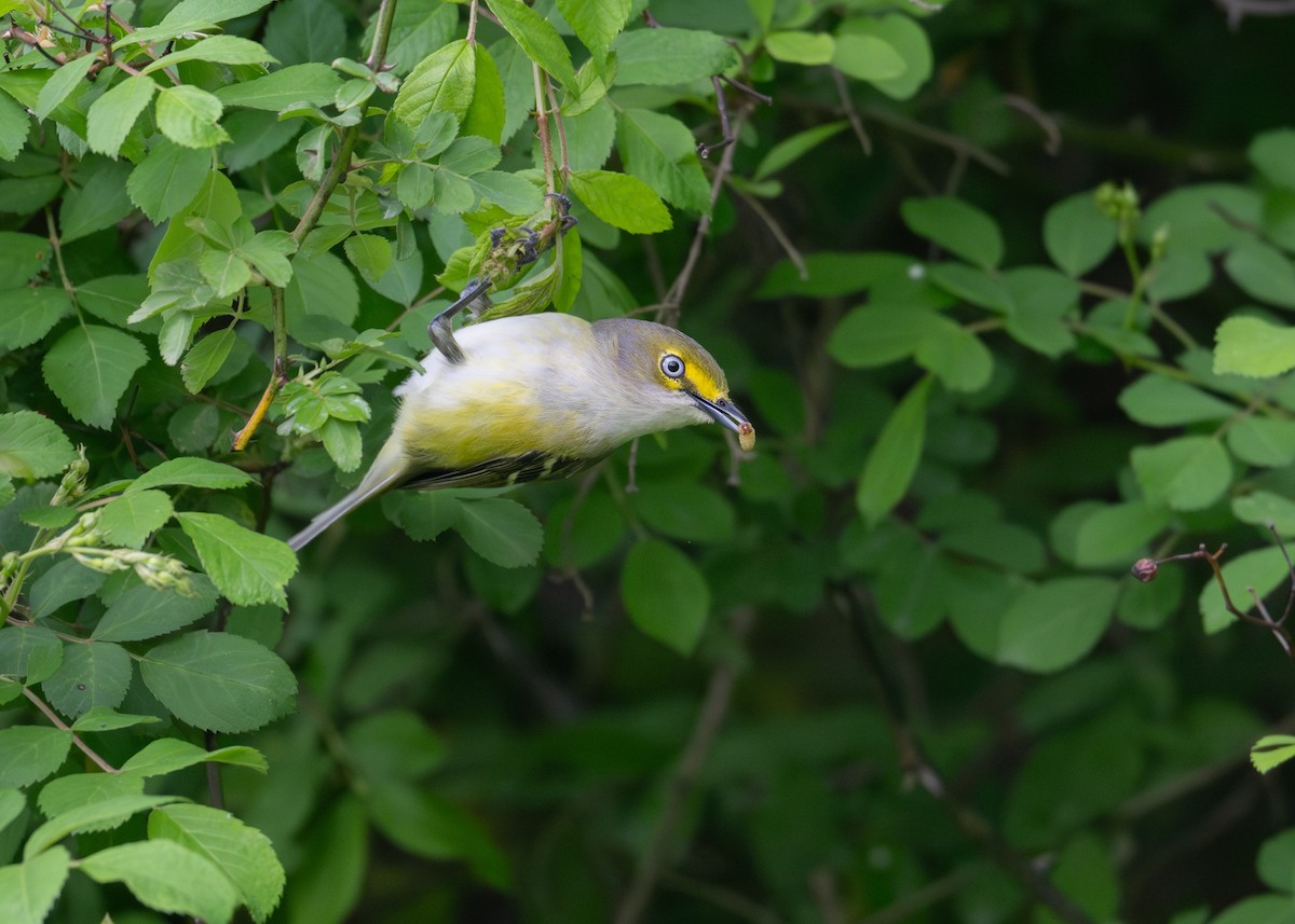 White-eyed Vireo - ML635326646