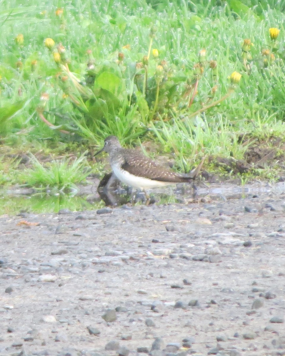 Solitary Sandpiper - ML635326647