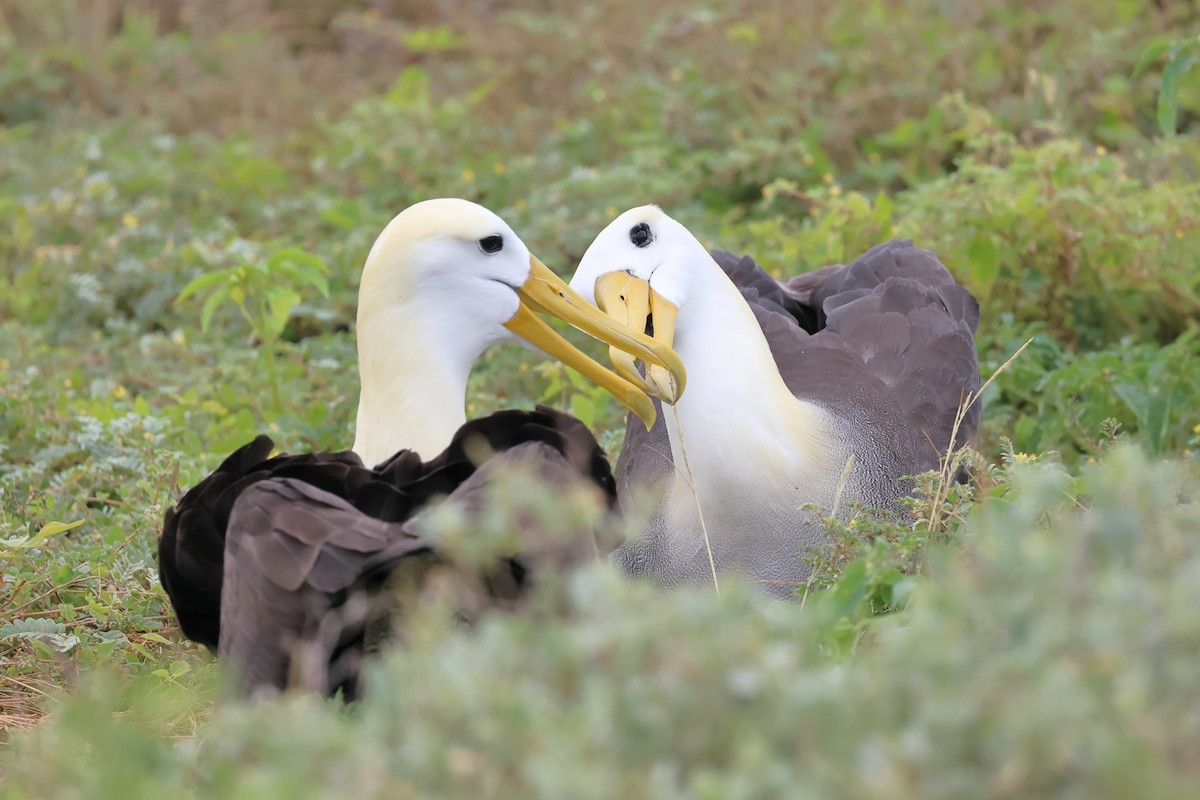 Waved Albatross - ML635326650