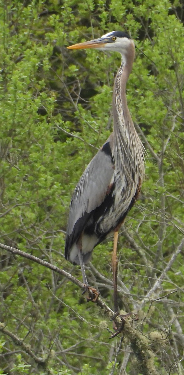 Great Blue Heron - ML635326651