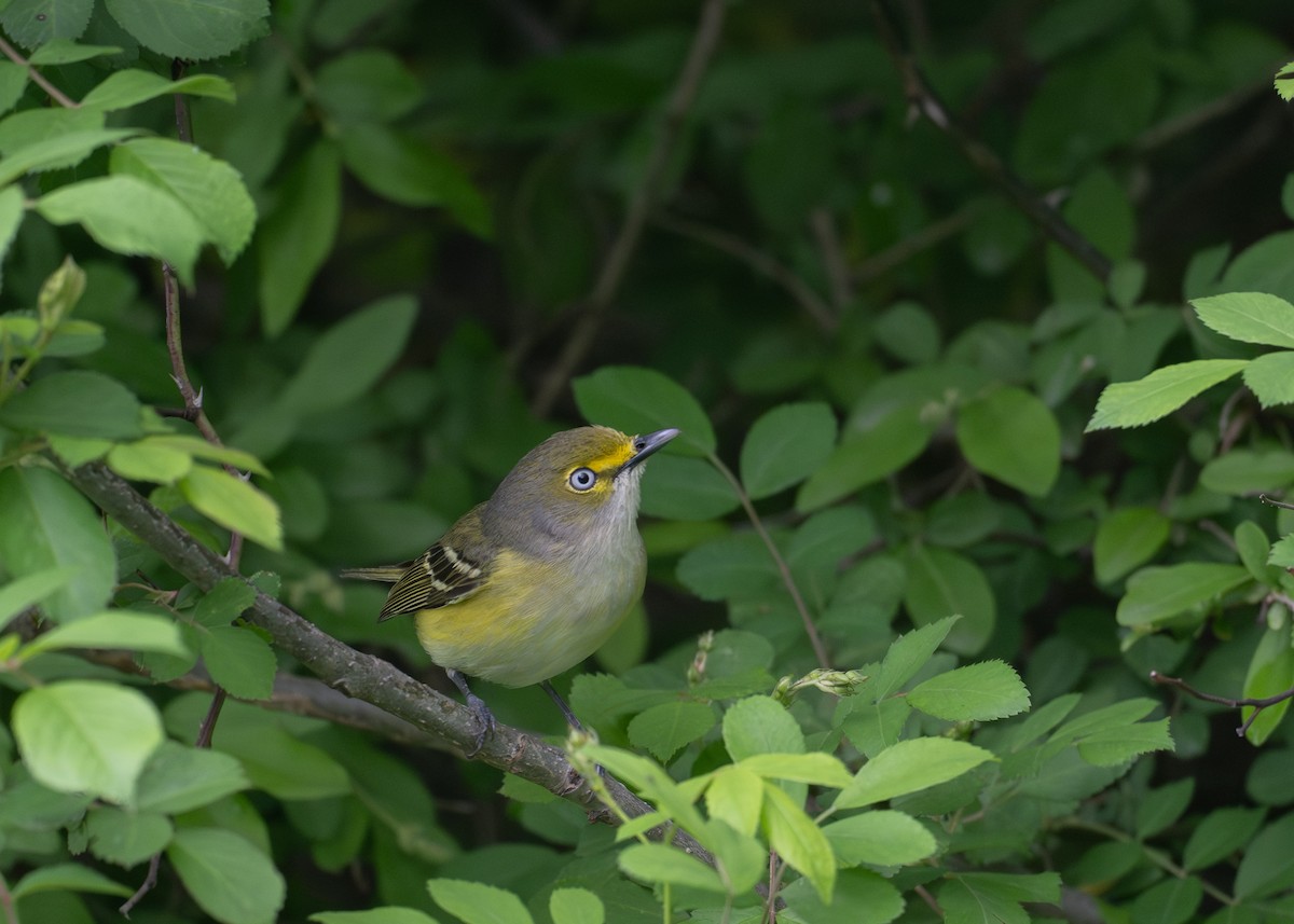 White-eyed Vireo - ML635326653