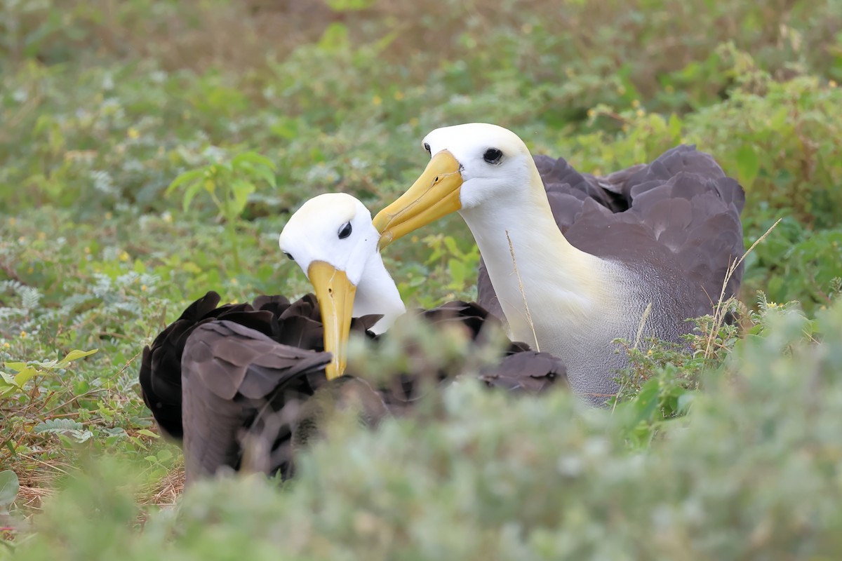 Waved Albatross - ML635326657