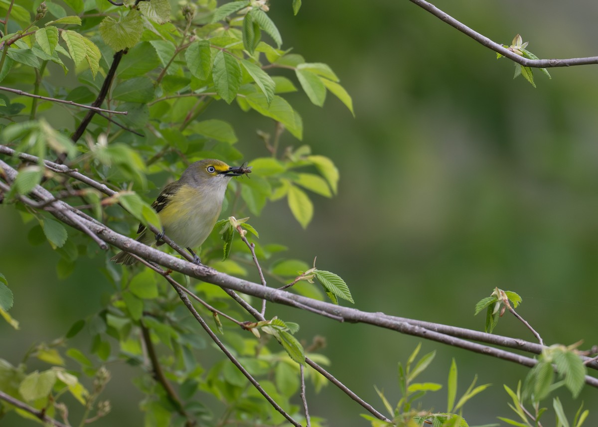 White-eyed Vireo - ML635326660