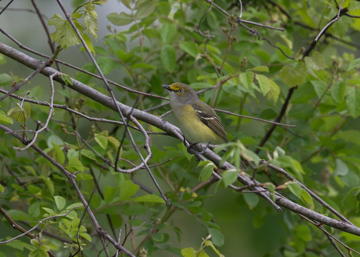 White-eyed Vireo - ML635326665