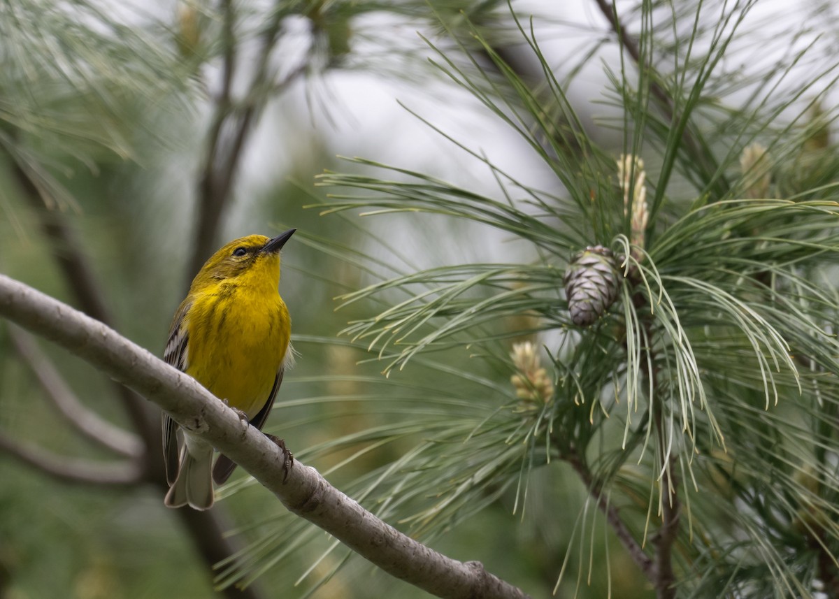 Pine Warbler - ML635326677